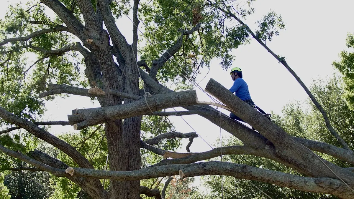 Professional Crown Thinning performed by certified arborists in Dennison